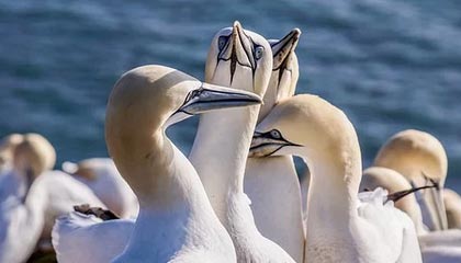 开云体育-吉迪16+15+13布泽利斯29+7 公牛主场大胜灰熊